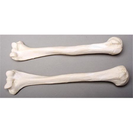 SKELETONS AND MORE Skeletons and More SM374DR Right Humerus Bone SM374DR